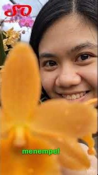 Permata Hutan Tropis: Dendrobium macrophyllum var. ternatense