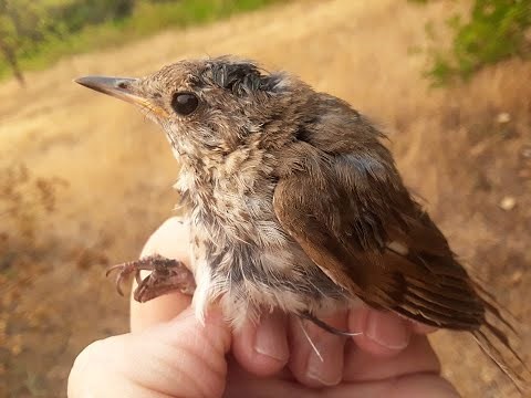Learning about the Hermit Thrush at Big Basin Redwoods State Park