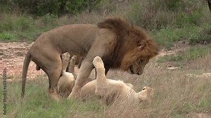 Rare sight of lions mating in a missionary position. Close-up shot.