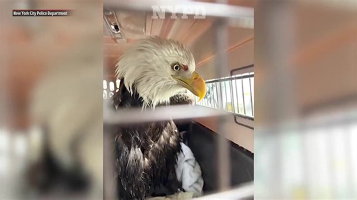 LOOK: An injured bald eagle stranded on an icy sheet of the Hudson River was rescued by NYPD Harbor officers on Tuesday morning, February 17, an operation captured on body camera footage as they worked carefully to save the distressed bird. The eagle was spotted crying out in distress before officers used a catch pole and a tarp to secure the bird and bring it to safety, the video showed. The eagle did not attempt to flee during the rescue and was bleeding from its wing. Members of the Harbor Un