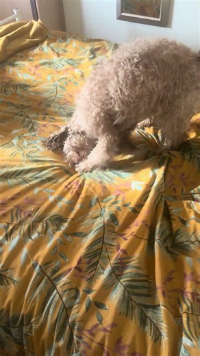 Daisy the #cockapoo after a #bath #dogs