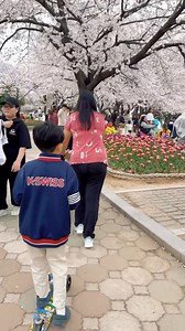 21K views · 638 reactions | Cherry Blossom in full bloom #korea #cherryblossoms #springflowers | Korean Namu | Facebook