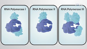 Video: Eukaryotic RNA Polymerases