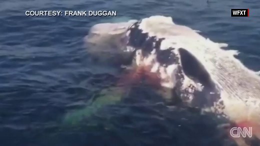 26K views · 461 reactions | Watch these three great white sharks...