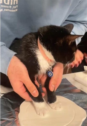 Adorable Baby Paws of Cats