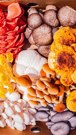 2.9K views · 51 reactions | I learned how to grow sprouts and make mushroom tinctures at @gratitudegardenfarm and now I’m obsessed! Drop a “MUSHROOM”  in the comments and I’ll give you all the details on where you can get the best mushrooms, tinctures, and tonics available. #mushroom #tincture #plantbased #healthyrecipe #healthy #mushrooms #meat #recipe #vegan #veganfood #veganchef #recipes #herbal #natural #wellness #wellnessretreat | One Great Vegan | Facebook