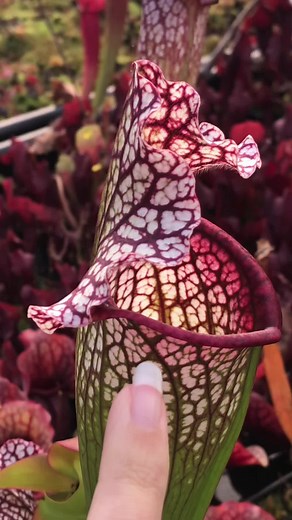 Exploring the Intricacies of a Pitcher Plant