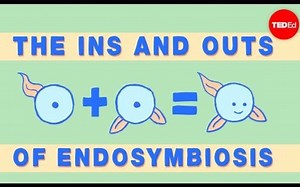 【Ted-ED】复杂的细胞如何演化而来 How Complex Cells Evolved