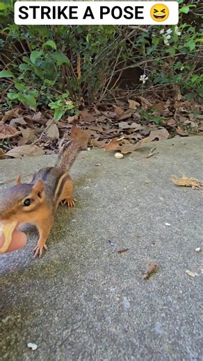 Dolly striking a pose for us ❤️ Happy Wednesday ❤️ #handfeeding #wildlife #chipmunk #pose #fun #fyp