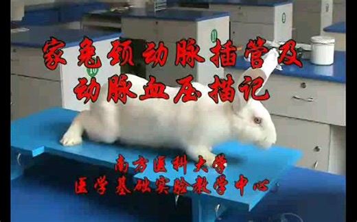 家兔的颈总动脉插管可以学习一下