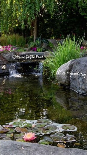 Welcome to my pond