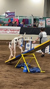 Big dog agility! 🙌 | American Kennel Club
