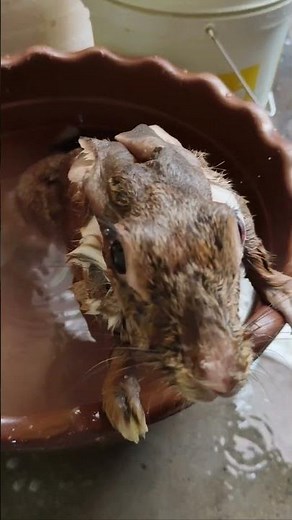 My Cute Bunny is Taking Bath | How to take Rabbit Bath | How to hygiene your Rabbit | My Cute Rabbit
