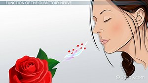 Olfactory Nerve Definition, Function & Damage - Video | Study.com