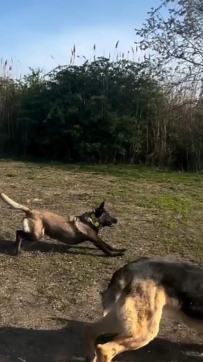 3K views · 72 reactions | Pali Jawandha on Reels | Facebook