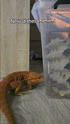 New delivery, Jaskier helps always #beardeddragon #reptiles #feeding #lizard #pogona