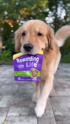 Life's better with a pup who always comes prepared for snack time😉 | Wellness Pet Food