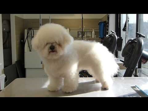 Toilettage - Bichon Frisé