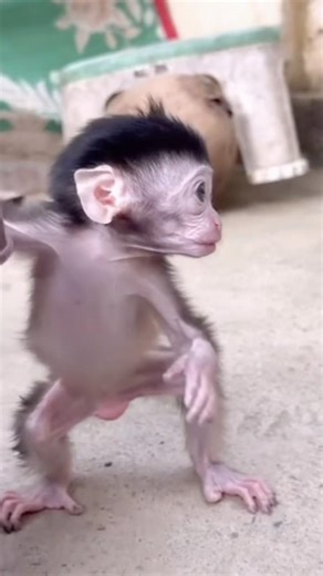 Baby Monkey Luci Is So Playful Today