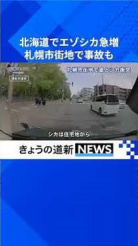 道東だけじゃないエゾシカ被害 道南の生息数４倍 農業被害51億円、交通事故は最多5千件超 #エゾシカ #野生動物被害 #農業被害 #自動車事故 #鉄道事故 #北海道新聞 #shorts