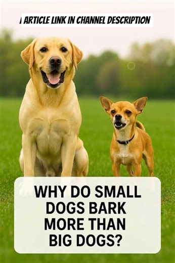 Why Do Small Dogs Bark More Than Big Dogs?