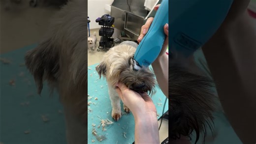 Yorkie mix makeover! #yorkshireterrier