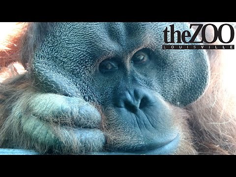 Louisville Zoo Tour & Review with The Legend