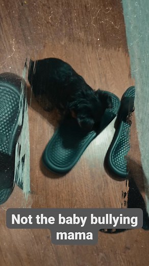 1.2K views · 26 reactions | Melvin bullying his mama 藍 #miniature #yorkie #yorkielove #mamasboy #Melvin #puppy #puppylove #puppylife #slides #teething | Dee Marie | Facebook