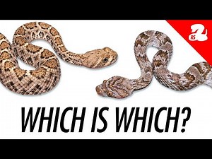 Baby Rattlesnake or Harmless Snake? How to Tell the Difference
