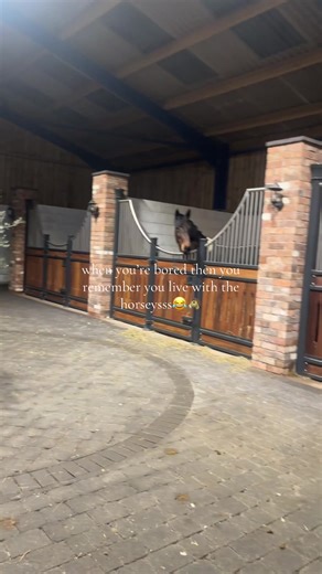 Living with Horses: Endless Fun and Laughter