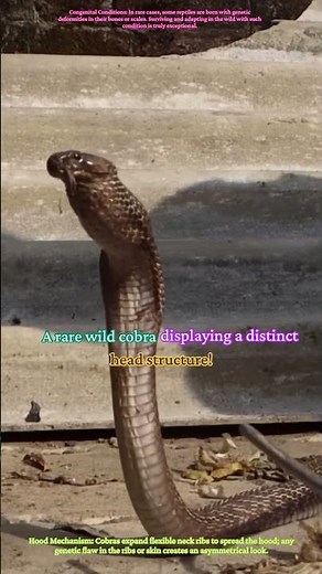 Unusual Cobra Displaying a Unique Head Pattern!