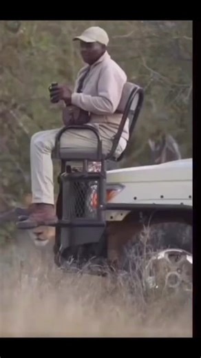 Joey Bi | 🔹狮子：当一份不知道谁点的外卖从天而降 该怎么办？🤤黑人： 这下GG了。。。🥶#非静止画面😂.#搞笑 #狮子 #非洲 #非洲大草原 #外卖 #来自闫导在此 | Instagram