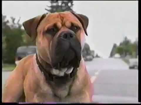 See Spot Run VHS and DVD Release Ad (2001)