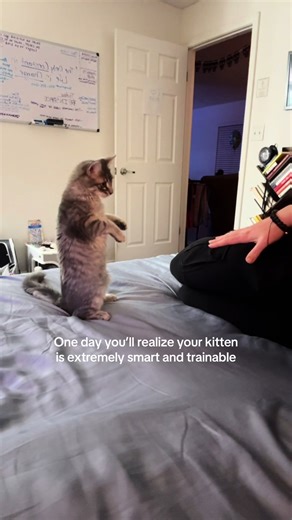 Training Your Smart Kitten: Tips for Success