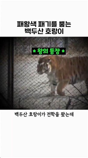 패왕색 패기를 내뿜는 백두산호랑이 #동물#호랑이#백두산호랑이#animal
