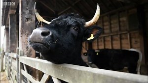 Good news - Gloucester Cattle are back from the brink! The county's rare breed has been taken off the 'vulnerable' list by the Rare Breeds Survival Trust. | BBC Gloucestershire