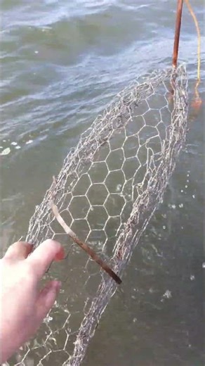 Experiment with Electrolytic Mineral Accretion onto a Boatshaped Cathode from Sea Water