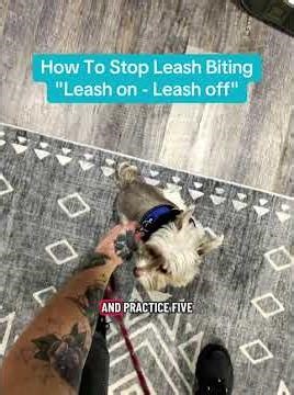 How To Practice Leashing Up "Leash on Leash Off"
