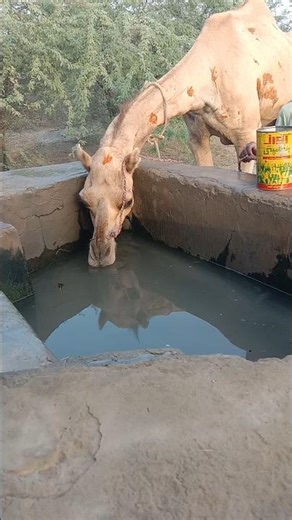 Thirsty Camel Drinking Dirty Water in the Wild Jungle