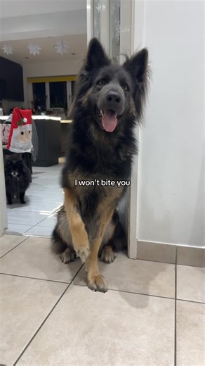 Understanding Playful Dog Behavior with German Shepherds