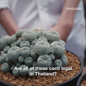 7.9M views · 44K reactions | We went in search of the magic cactus that tribes and shamans have been consuming for generations: peyote. | VICE TV | Facebook