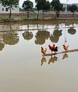 6.4K views · 120 reactions | Fear of failure is worse than failure itself | Ethiopian Veterinary Doctors | Facebook