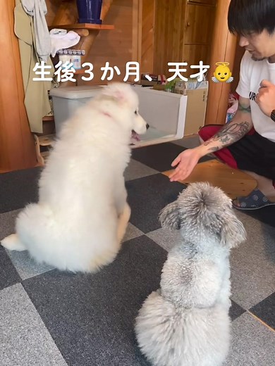 おすわり、おて、おかわり、ふせ、待てを覚えたんだが🙄❤︎ #天才 #pup #dogoftiktok #doggo #doglover #greatpyrenees #うちの子が可愛すぎる #グレートピレニーズ #うちの犬 #大型犬 #犬のいる暮らし #生後三ヶ月 #子犬 #動物コレクション