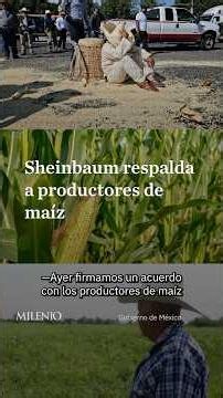 Corn producers to receive support following agreement promoted by Sheinbaum