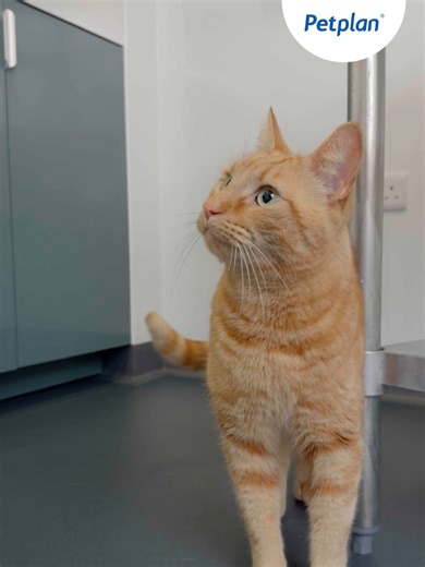 1.7K views | Thinking about insuring your pet?  Petplan cover things some other insurers don’t… Thanks for your help filming this video Frank, you’re a star!   Petplan.co.uk T&C's apply #Petplan #ITV | Petplan UK | Facebook