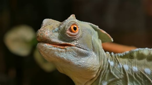 This animal sacrifices its own flesh so it can survive