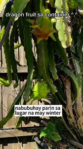 66K views · 714 reactions | dragon fruit ^.^ one of the best tropical fruit plant, kakagoodvibes dahil kahit may snow dito smen carry pa din  #everyoneシ゚ #fruitlover #fruitinfluencer #postivevibes ^.^ | Positive Vibes Au | Facebook