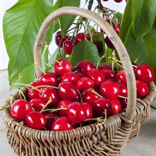 easy method to grow and propagate chayote trees #garden #fruits #chayote #reelsviralシfb #growingfruit | Tree Garden