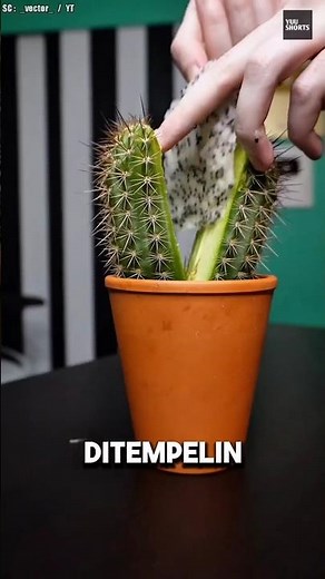 Buah Naga Digabung Kaktus, Jadi Buah Baru!? 😱