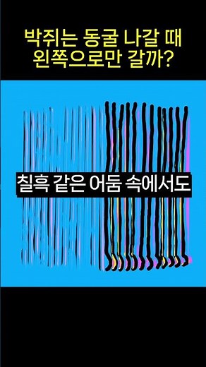 박쥐는 동굴 나갈 때 왼쪽으로만 갈까? #박쥐 #동물상식 #반려동물 #꿀팁 #쇼츠